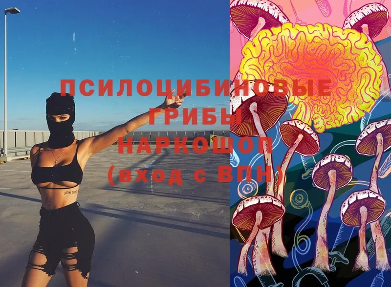 где можно купить   Бугульма  Галлюциногенные грибы Psilocybe 